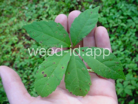 Virginia-creeper
